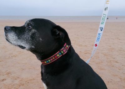 The Wash & Norfolk Coast Dogs Project