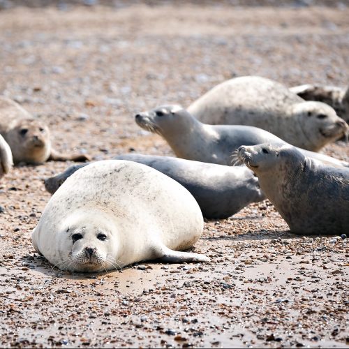 nature-wildlife-category