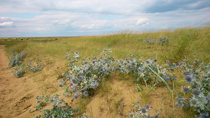 sea holly Natural Norfolk