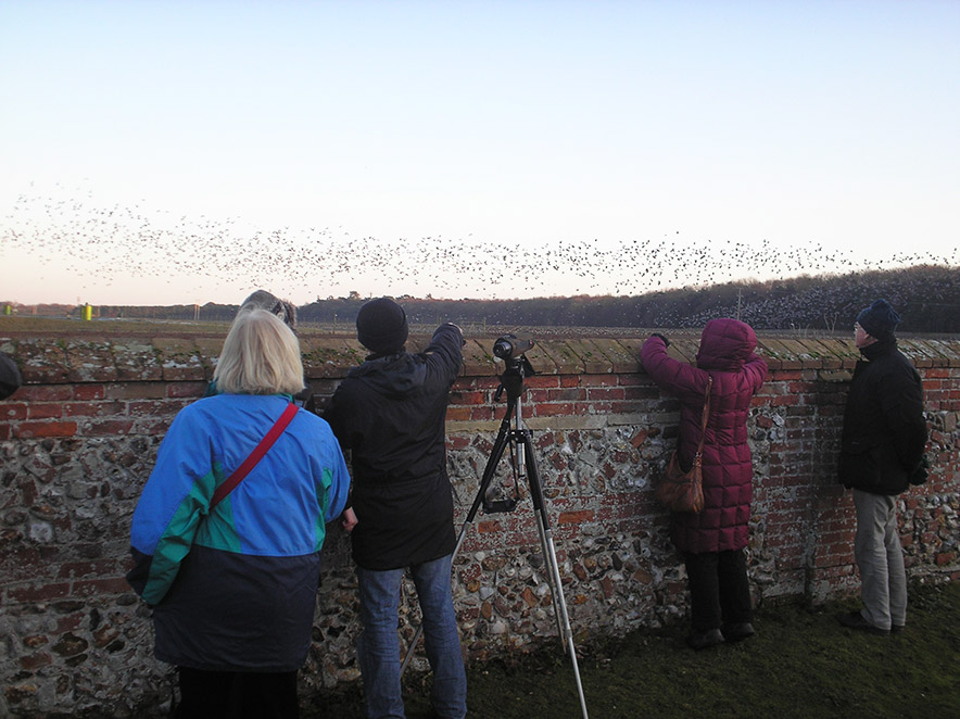 watching pink footed geese at Holkham Cromer Pier